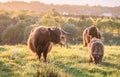 Swarm of midges attacking highland cows Royalty Free Stock Photo