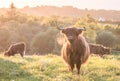 Swarm of midges attacking highland cows Royalty Free Stock Photo