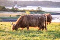 Swarm of midges attacking highland cows