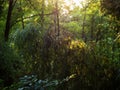 A swarm of midges fly against a background of bamboo and trees at a long exposure