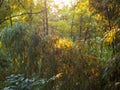 A swarm of midges fly against a background of bamboo and trees at a long exposure