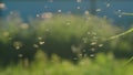 Swarm of midges flying over grass on sunny day. Creative. Lot of midges are flying in meadow on background of sun's Royalty Free Stock Photo