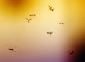 Swarm of mosquito insects flying against the bright red rolling Royalty Free Stock Photo