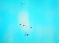 Swarm of mosquito insects flying and buzzing against the bright Royalty Free Stock Photo