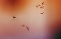 Swarm of mosquito insects flying and buzzing against the bright Royalty Free Stock Photo