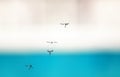 Swarm of mosquito insects flying and buzzing against the sky Royalty Free Stock Photo