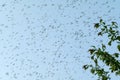 A swarm of mosquitoes against the sky and a blurry tree branch