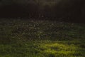 A swarm of mosquitoes in the backlight at sunset