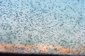 Swarm of mosquitoes. A lot of mosquitoes on the background of the sunset sky. Royalty Free Stock Photo