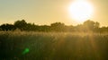 Swarm of mosquitos at a corn field - backlight during evening hours