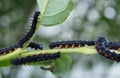 Mourning cloak butterfly larvae (Nymphalis antiopa) photo