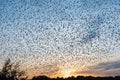 Swarm Of Wild Birds In Autumn