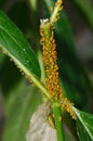 A swarm of Oleander Aphids feed on a milkweed plant Royalty Free Stock Photo