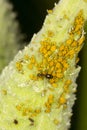 Swarm of orange oleander aphids on a milkweed pod, Connecticut. Royalty Free Stock Photo