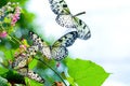 Swarm of Paper Kite butterfly