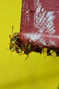 Swarm of Paper Wasps, latin name Pollistes Gallicus, around their nest built in red exhaust pipe of garden water pump