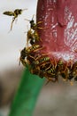 Swarm of Paper Wasps, latin name Pollistes Gallicus, around their nest built in red exhaust pipe of garden water pump