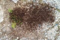 Swarm of pavement ants on sidewalk Royalty Free Stock Photo