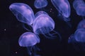 A swarm of purple box jellyfish glowing in the dark water