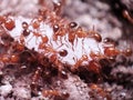 a Swarm of red ants eating a grain of rice together Royalty Free Stock Photo