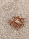 a swarm of red ants seen eating a piece of bread that fell on the street