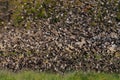 Swarm redbilled quelea fly up Royalty Free Stock Photo