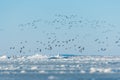 Swarm of seabirds at an icehole in the frozen Baltic sea in Germany