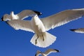 Seagulls Flying Overhead On A Local Beach Searching For Food