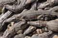 Swarm of Siamese Crocodiles Royalty Free Stock Photo