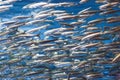 Swarm of silver fishes in the sea