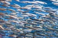 Swarm of silver fishes in the sea