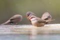 Swarm of small and beautiful Common Waxbill drinking water at pond Royalty Free Stock Photo