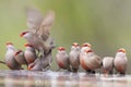 Swarm of small and beautiful Common Waxbill drinking water at po Royalty Free Stock Photo