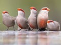 Swarm of small and beautiful Common Waxbill drinking water at po Royalty Free Stock Photo