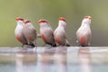 Swarm of small and beautiful Common Waxbill drinking water at po Royalty Free Stock Photo