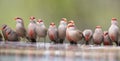 Swarm of small and beautiful Common Waxbill drinking water at po Royalty Free Stock Photo