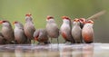 Swarm of small and beautiful Common Waxbill drinking water at po Royalty Free Stock Photo