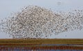 Swarm of Snow Geese Royalty Free Stock Photo