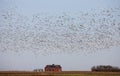Swarm of Snow Geese Royalty Free Stock Photo