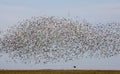 Swarm of Snow Geese Royalty Free Stock Photo