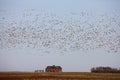 Swarm of Snow Geese Royalty Free Stock Photo