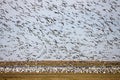 Swarm of Snow Geese Royalty Free Stock Photo