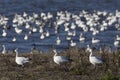 Swarm of Snow Geese Royalty Free Stock Photo