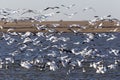 Swarm of Snow Geese Royalty Free Stock Photo
