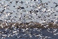 Swarm of Snow Geese Royalty Free Stock Photo