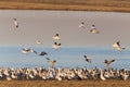 Swarm of Snow Geese Royalty Free Stock Photo