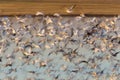 Swarm of Snow Geese Royalty Free Stock Photo