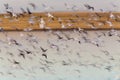 Swarm of Snow Geese Royalty Free Stock Photo