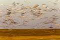 Swarm of Snow Geese Royalty Free Stock Photo