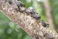 Swarm of Spotted Lanternflies on Tree Branch
